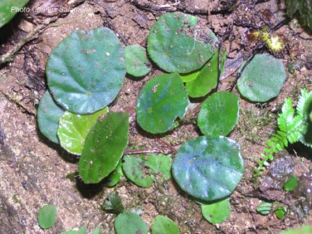 B. atroglandulosa ssp. atroglandulosa